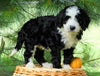 Standard Bernedoodle For Sale Baltic, OH Male- Alan