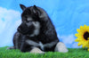 Norwegian Elkhound Hybrid For Sale Adamsville, OH Female- Sandy