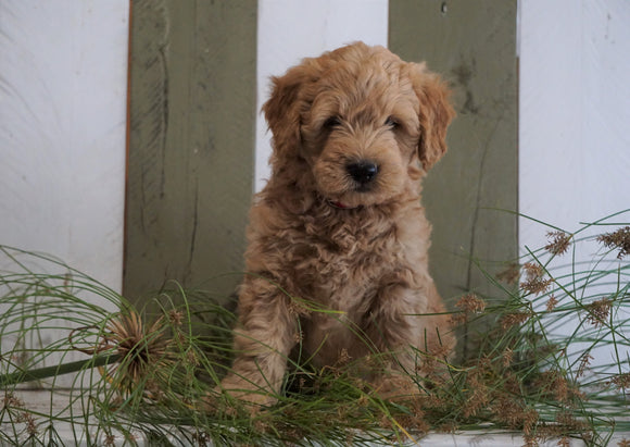 Mini Goldendoodle For Sale Fresno, OH Male- Rudolph