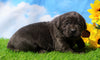 AKC Registered Charcoal Labrador Retriever For Sale Millersburg, OH Male- Bozo