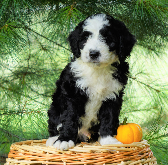Standard Bernedoodle For Sale Baltic, OH Male- Alan