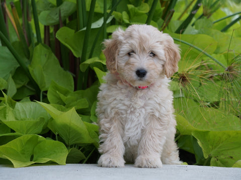 Mini Goldendoodle For Sale Fresno, OH Female- Willow