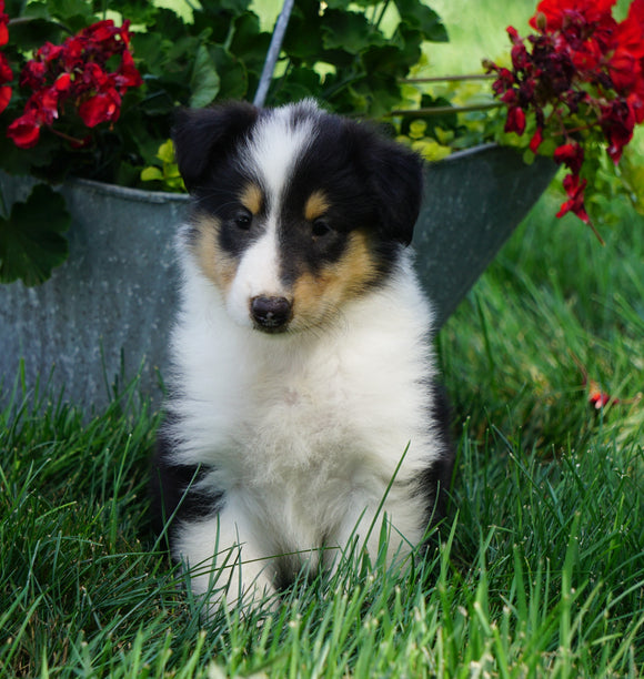 AKC Registered Lassie Collie For Sale Fredericksburg, OH Male- Linus