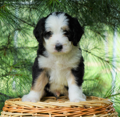 Standard Bernedoodle For Sale Baltic, OH Male- Cole