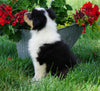 AKC Registered Lassie Collie For Sale Fredericksburg, OH Male- Linus