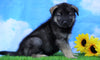 Norwegian Elkhound Hybrid For Sale Adamsville, OH Male- Ozzy