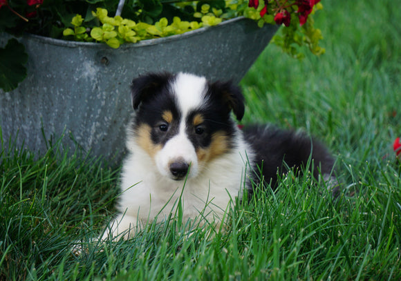 AKC Registered Lassie Collie For Sale Fredericksburg, OH Female- Lana