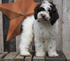 Cockapoo For Sale Wooster, OH Male- Patches