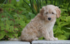Mini Goldendoodle For Sale Fresno, OH Female- Willow