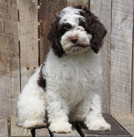 Cockapoo For Sale Wooster, OH Male- Patches