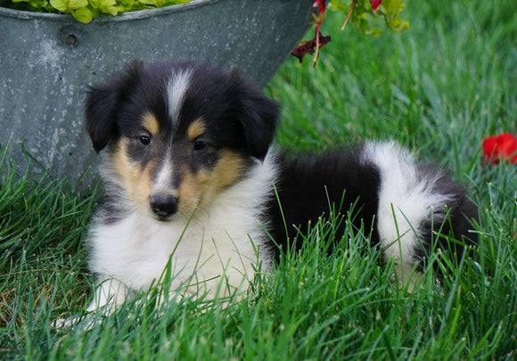 AKC Registered Lassie Collie For Sale Fredericksburg, OH Male- Laddy