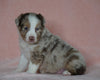 Australian Shepherd For Sale Baltic, OH Male- Connor *BLUE EYES*