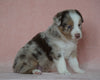 Australian Shepherd For Sale Baltic, OH Male- Connor *BLUE EYES*