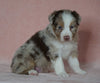 Australian Shepherd For Sale Baltic, OH Male- Connor *BLUE EYES*