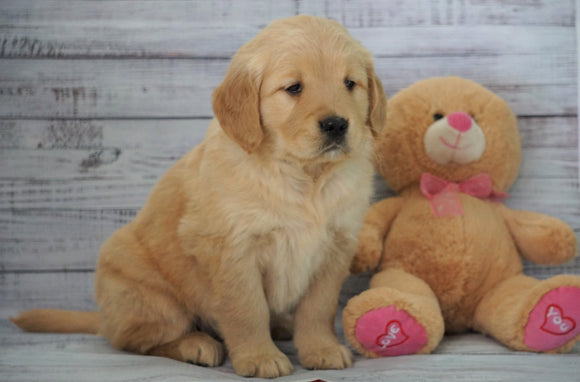 AKC Golden Retriever For Sale Holmesville, OH Female - Bella