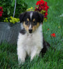 AKC Registered Lassie Collie For Sale Fredericksburg, OH Male- Laddy