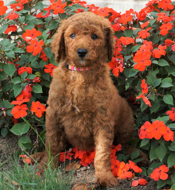 AKC Registered Standard Poodle For Sale Loudenville, OH Female- Jill