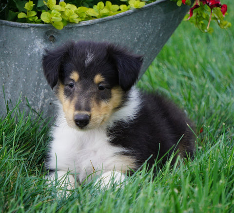 AKC Registered Lassie Collie For Sale Fredericksburg, OH Male- Les