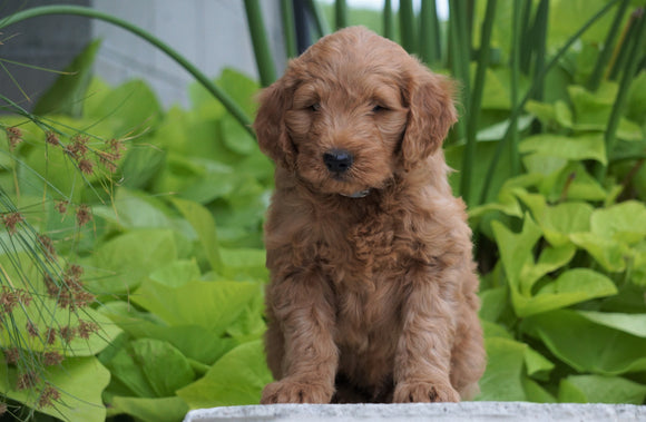 Mini Goldendoodle For Sale Fresno, OH Male- Moose