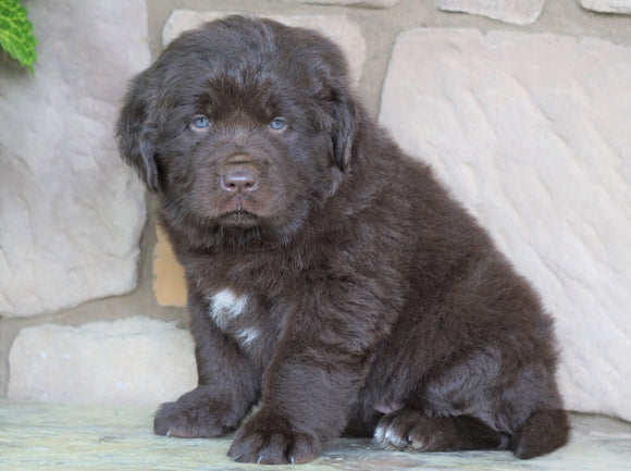 AKC Registered Newfoundland For Sale Dalton, OH Female- Lady