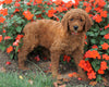 AKC Registered Standard Poodle For Sale Loudenville, OH Female- Jill