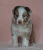 Australian Shepherd For Sale Baltic, OH Male- Connor *BLUE EYES*