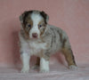 Australian Shepherd For Sale Baltic, OH Male- Connor *BLUE EYES*