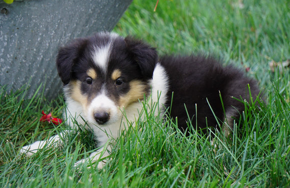 AKC Registered Lassie Collie For Sale Fredericksburg, OH Male- Lee