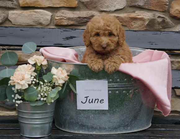 F2 Mini Goldendoodle For Sale Sugarcreek, OH Female- June