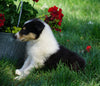 AKC Registered Lassie Collie For Sale Fredericksburg, OH Male- Lee