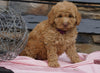 F2 Mini Goldendoodle For Sale Sugarcreek, OH Female- June