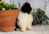 ACA Registered Pomeranian For Sale Millersburg, OH Male- Teddy
