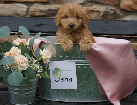 F2 Mini Goldendoodle For Sale Sugarcreek, OH Female- Jena