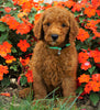 AKC Registered Standard Poodle For Sale Loudenville, OH Male- Harley