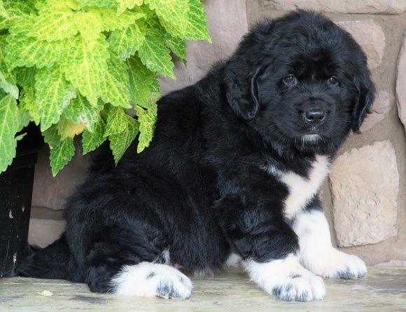 AKC Registered Newfoundland For Sale Dalton, OH Female- Panda