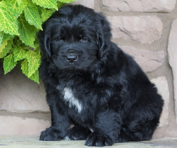 AKC Registered Newfoundland For Sale Dalton, OH Male- Paws