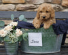 F2 Mini Goldendoodle For Sale Sugarcreek, OH Male- Jase