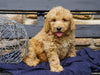 F2 Mini Goldendoodle For Sale Sugarcreek, OH Male- Jase