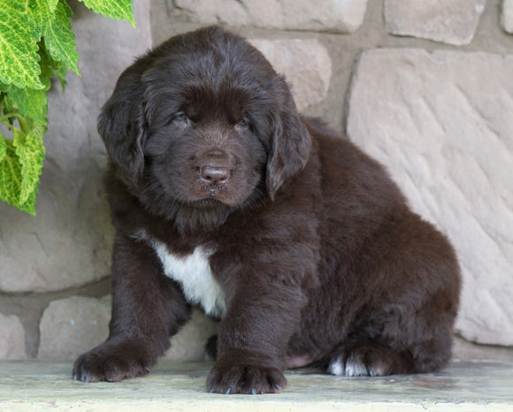 AKC Registered Newfoundland For Sale Dalton, OH Male- Alpha