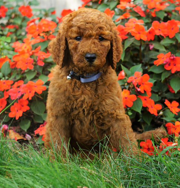 AKC Registered Standard Poodle For Sale Loudenville, OH Male- Blair