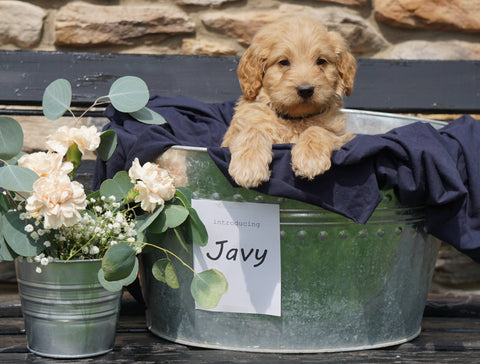 F2 Mini Goldendoodle For Sale Sugarcreek, OH Male- Javy