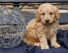 F2 Mini Goldendoodle For Sale Sugarcreek, OH Male- Javy