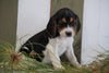 Beagle For Sale Fresno, OH Male- Mickey