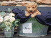 F2 Mini Goldendoodle For Sale Sugarcreek, OH Male- Jude