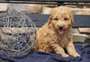 F2 Mini Goldendoodle For Sale Sugarcreek, OH Male- Jude