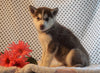 Siberian Husky For Sale Fredericksburg, OH Male- Alden