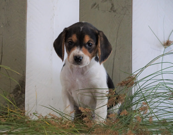 Beagle For Sale Fresno, OH Male- Chester
