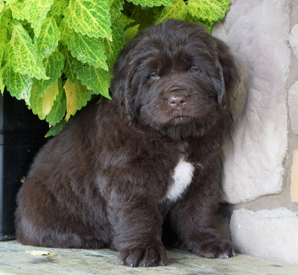 AKC Registered Newfoundland For Sale Dalton, OH Female- Connie