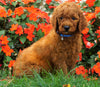 AKC Registered Standard Poodle For Sale Loudenville, OH Male- Chase