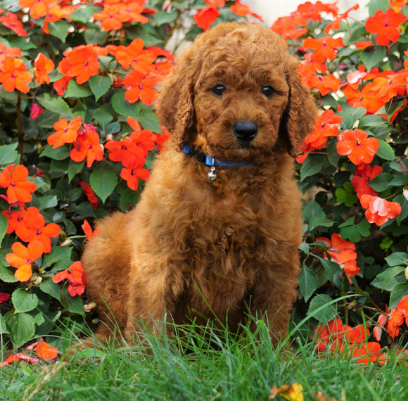 AKC Registered Standard Poodle For Sale Loudenville, OH Male- Chase